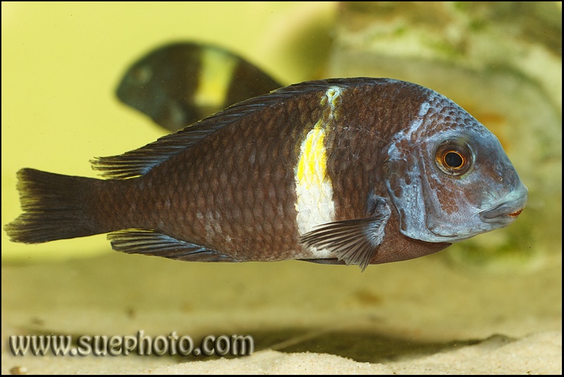 Tropheus duboisi 'Halembe'